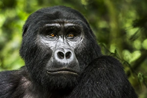 Uganda Collection: Mountain gorilla (Gorilla beringei beringei). Bwindi Impenetrable Forest. Uganda