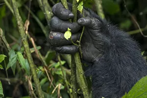 Uganda Collection: Mountain gorilla (Gorilla beringei beringei). detail of Hands. Bwindi Impenetrable Forest