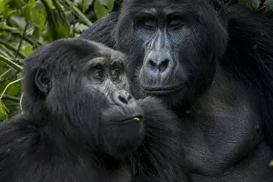 Gorilla Prints: Mountain gorilla (Gorilla beringei beringei). Bwindi Impenetrable Forest. Uganda