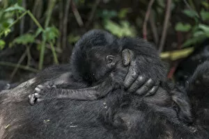 Mountain gorilla (Gorilla beringei beringei) baby. Bwindi Impenetrable Forest. Uganda