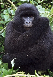 Gorilla Prints: Mountain Gorilla, (Gorilla gorilla beringei), youth preening, Group 11, Rwanda