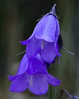 Images Dated 14th July 2006: Mountain Harebell, Campanula Rotundifolia. A pair of blue Harebells