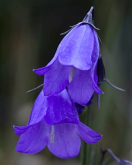 Images Dated 14th July 2006: Mountain Harebell, Campanula Rotundifolia. A pair of blue Harebells