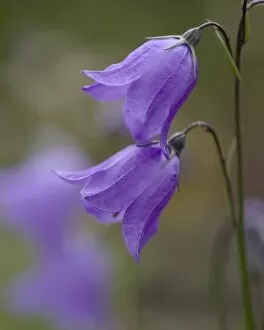 Images Dated 20th July 2006: Mountain Harebell, Campanula Rotundifolia. A pair of blue Harebells