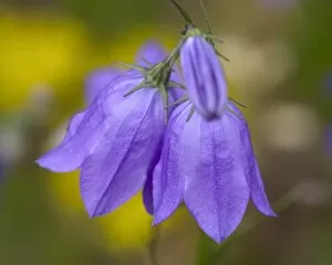 Images Dated 20th July 2006: Mountain Harebell, Campanula Rotundifolia. A pair of blue Harebells with yellow background