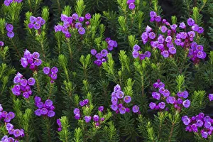 Ken Archer Prints: Mountain heather