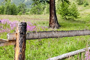 Recreation Prints: Mountain hike, rich wild flowers, Lake Hovsgol, Mongolia