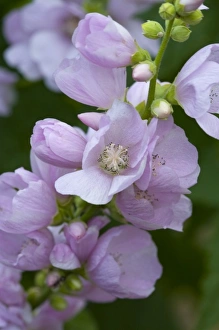 Images Dated 14th July 2007: Mountain Hollyhock aka Globemallow flowers in Glacier National Park in Montana