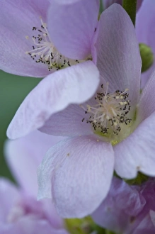Images Dated 14th July 2007: Mountain Hollyhock aka Globemallow flowers in Glacier National Park in Montana