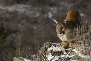 Images Dated 14th January 2007: Mountain Lion, aka puma, cougar; Puma concolor, Captive wildlife model, in snow near