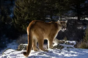 Images Dated 14th January 2007: Mountain Lion, aka puma, cougar; Puma concolor, Captive wildlife model, in snow near Yellowstone NP