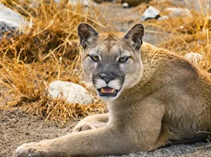 William Perry Prints: Mountain Lion, Cougar, Puma concolor