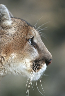Territorial Prints: Mountain Lion (Felis concolor) (Captive Animal), MT