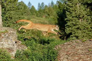 Predatory Prints: Mountain lion jumping across rocks, Puma concolor, Captive