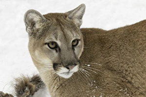 Mountain Lion in mid air jumping, (Captive) Montana Puma concolor