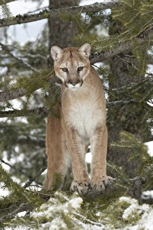 Montana Prints: Mountain Lion in mid air jumping, (Captive) Montana Puma concolor