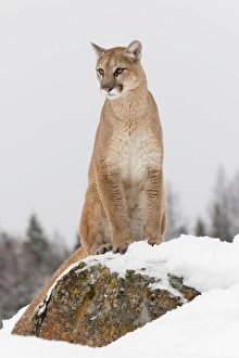 Images Dated 31st January 2016: Mountain Lion in mid air jumping, (Captive) Montana Puma concolor