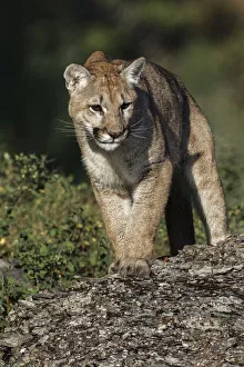 Mountain lion or puma