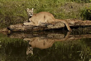Predatory Prints: Mountain lion and reflection on pond, Kalispell, Montana controlled situation Puma