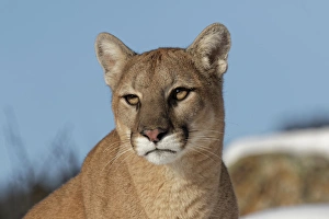 Images Dated 7th February 2016: Mountain Lion in snow, (Captive) Montana Puma concolor