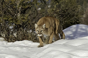 Montana Prints: Mountain Lion in snow, (Captive) Montana Puma concolor