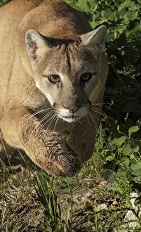 Predatory Prints: Mountain lion stalking, Puma concolor, Captive