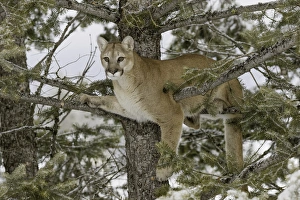 Whitefish Prints: Mountain Lion in tree, (Captive) Montana Puma concolor