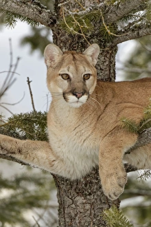 Mountain Lion in tree, (Captive) Montana Puma concolor