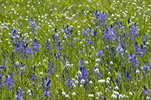 Images Dated 17th May 2007: A mountain meadow of wildflowers including the camas lily in Valley County, Idaho
