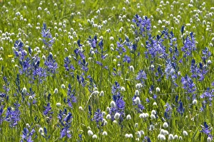Images Dated 17th May 2007: A mountain meadow of wildflowers including the camas lily in Valley County, Idaho