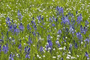 Bulb Prints: A mountain meadow of wildflowers including the camas lily in Valley County, Idaho