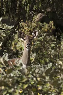 Images Dated 31st January 2010: Mountain Nyala (Tragelaphus buxtoni) in Bale Mountains national Park