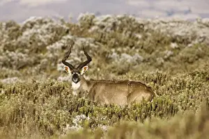 Images Dated 1st February 2010: Mountain Nyala (Tragelaphus buxtoni) in Bale Mountains national Park