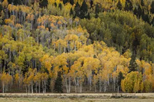 Mountain slope covered in autumn aspen trees, Grand Teton National Park, Wyoming Mountain slope covered in autumn aspen trees, Grand Teton National Park, Wyoming