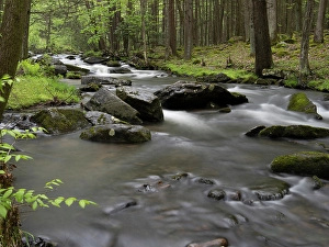 Prints of Mountain stream, Central Pennsylvania, USA Images Dated 2024 December: Mountain stream, Central Pennsylvania, USA