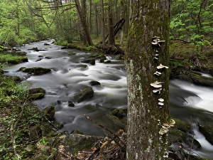 Prints of Mountain stream, Central Pennsylvania, USA Images Dated 2024 December: Mountain stream, Central Pennsylvania, USA