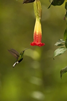 Images Dated 29th July 2006: Mountain Velvetbreast (Lafresnaya lafresnayi) Guango Cloud Forest