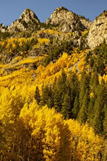 Gold Color Prints: Mountains surrounding the Maroon Bells-Snowmass Wilderness in Aspen, Colorado