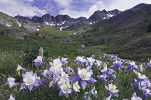 Images Dated 17th July 2007: Mountains and wildflowers in alpine meadow, Blue Columbine, Colorado Columbine, Aquilegia coerulea