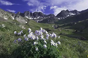 Images Dated 17th July 2007: Mountains and wildflowers in alpine meadow, Blue Columbine, Colorado Columbine, Aquilegia coerulea