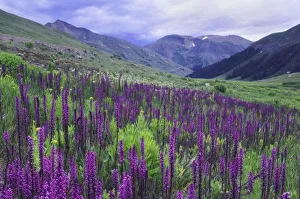 Images Dated 16th July 2007: Mountains and wildflowers in alpine meadow, Elephanthead lousewort, Elephants Head