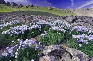 Mountains and wildflowers in alpine meadow, Blue Columbine, Colorado Columbine, Aquilegia coerulea