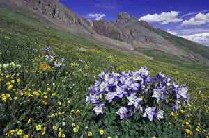 Mountains and wildflowers in alpine meadow, Blue Columbine, Colorado Columbine, Aquilegia coerulea
