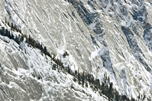 Images Dated 17th January 2006: Mountainside forest on the Colin Mountain Range, Jasper National Park, Alberta, Canadian