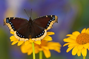 Golden Prints: Mourning Cloak Butterfly, Nymphalis antiopa