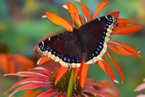 Images Dated 21st August 2009: Mourning Cloak Butterfly, Nymphalis vaualbum