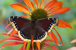 Cream Prints: Mourning Cloak Butterfly, Nymphalis vaualbum