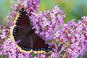 Images Dated 22nd August 2009: Mourning Cloak Butterfly, Nymphalis vaualbum