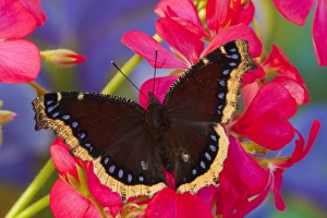 Mourning Cloak Butterfly, Nymphalis vaualbum