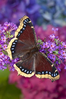 Mourning Cloak Butterfly, Nymphalis vaualbum